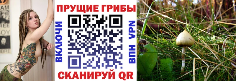Псилоцибиновые грибы Cubensis Тбилисская